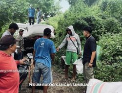 Banyak Kendala, Bulog Sumbawa Maksimalkan Upaya Serap Gabah Petani