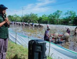 Penggerak Ekonomi dan Pariwisata, Bupati Sumbawa Dukung Pelestarian Budaya Barapan Kebo