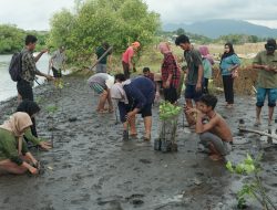 LOH Galang Restorasi dan Rehabilitasi Hutan Mangrove di Desa Bale Berang