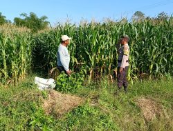 Bhabinkamtibmas Tarusa Dukung Ketahanan Pangan Nasional Melalui Program Sambang dan Pengecekan Lahan Produktif
