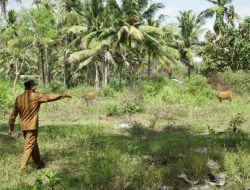 Bupati H. Jarot akan Tanam  1.000 Pohon Ketapang Kencana