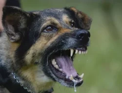 Anjing Gila Makan Korban, Dua Nyawa Melayang