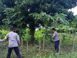 Sinergi Bhabinkamtibmas dan Warga Wujudkan Ketahanan Pangan