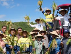 Transformasi Bersama AMMAN:  Beralih ke Cara Organik, Petani KSB Raup Panen Dua Kali Lipat