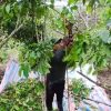 Petani Kopi Tangkam Pulit Terjepit BBM Mahal Non Subsidi Harga Rp 20 ribu