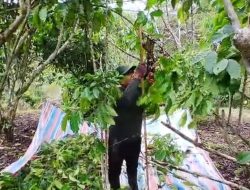 Petani Kopi Tangkam Pulit Terjepit BBM Mahal Non Subsidi Harga Rp 20 ribu