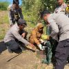 Jasad Bayi Laki-laki Ditemukan di Ladang Jagung Labuhan Badas, Polisi Buru Pelaku