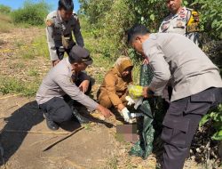 Jasad Bayi Laki-laki Ditemukan di Ladang Jagung Labuhan Badas, Polisi Buru Pelaku