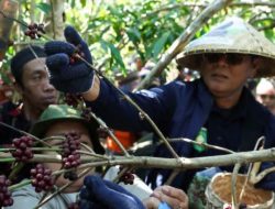 Festival Ngemar Kawa 2026: Langkah Bupati Jarot Jadikan Batulanteh Sentra Agrowisata Kopi Sumbawa