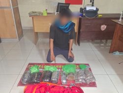 Polres Sumbawa Barat Gagalkan Peredaran 5,6 Kg Ganja dalam Operasi Antik Rinjani 2026