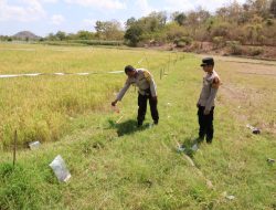 Niat Usir Burung di Sawah, Petani Perempuan di Sumbawa Tewas Tersengat Listrik Ilegal