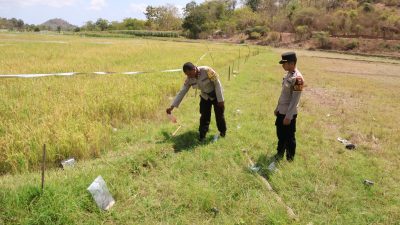 Niat Usir Burung di Sawah, Petani Perempuan di Sumbawa Tewas Tersengat Listrik Ilegal