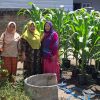 Tak Lagi Harus Beli, Warga Ai Limung Panen Sayuran dari Pekarangan Sendiri