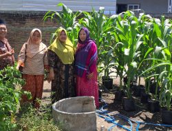 Tak Lagi Harus Beli, Warga Ai Limung Panen Sayuran dari Pekarangan Sendiri